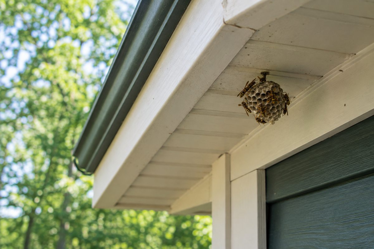 Paper wasp nest beneath house eaves